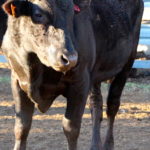 A Fullblood Wagyu bull