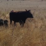 A Fullblood cow with twins