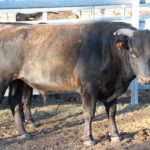 A mature Fullblood Wagyu bull