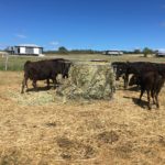 We ultilise A.I. and E.T. programs in our Wagyu cows