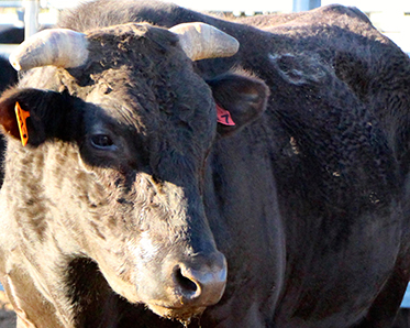 cattle cattle